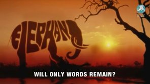 IFAW - Will only words remain?